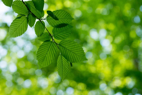 Zelená Listí Pozadí Slunečný Den — Stock fotografie