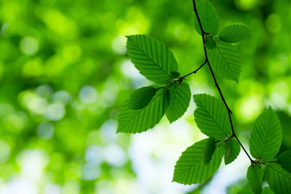Зеленые Листья Фона Солнечный День — стоковое фото