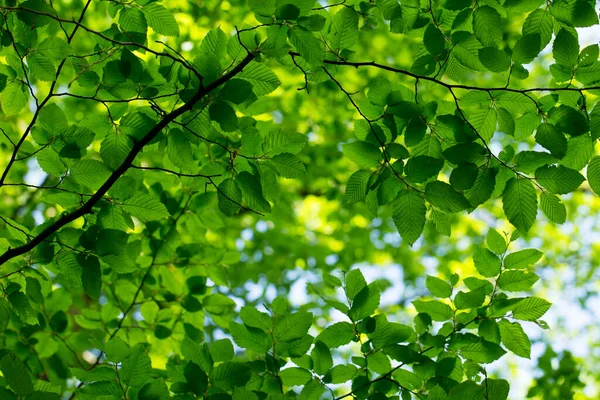 Grüne Blätter Hintergrund Sonnigem Tag — Stockfoto