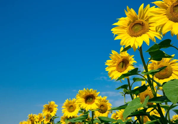 Zonnebloemenveld Met Bewolkte Blauwe Lucht — Stockfoto
