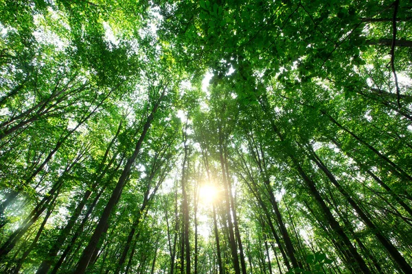 Лесные Деревья Природа Зеленая Древесина Солнечный Свет Фон — стоковое фото
