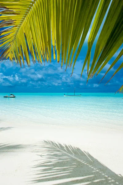 Île Tropicale Des Maldives Avec Plage Sable Blanc Mer Palmier — Photo