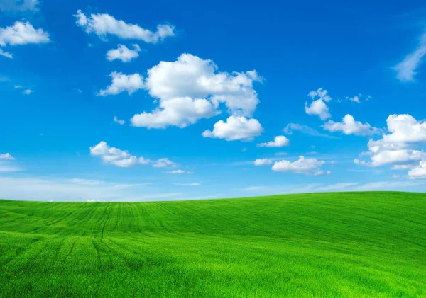 Зелене Поле Блакитне Небо — стокове фото