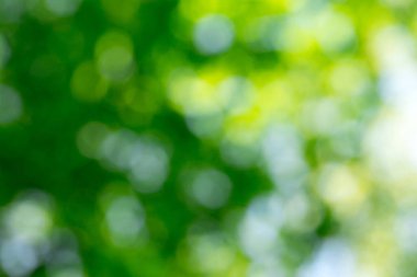 Yeşil bokeh arka plan ve güneş ışığı