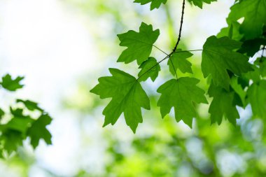 Yeşil yapraklar yeşil arka planlar