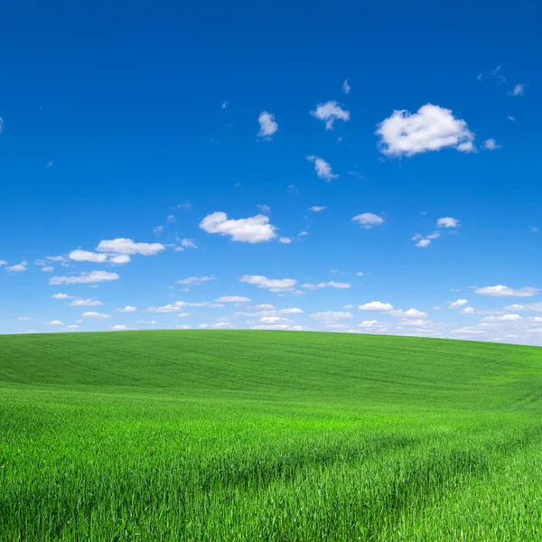 Gräsfält Och Perfekt Himmel — Stockfoto