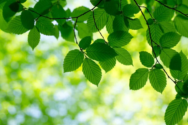 绿色的树叶在绿色背景上 — 图库照片