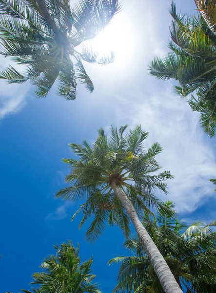 Palmeras Contra Cielo Azul Palmeras Costa Tropical — Foto de Stock
