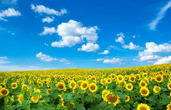 Sonnenblumenfeld Mit Wolkenlosem Blauem Himmel — Stockfoto