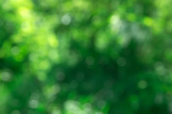 Grüner Bokeh Hintergrund Und Sonnenlicht — Stockfoto