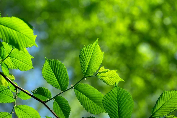 Зелене Листя Зеленому Фоні — стокове фото