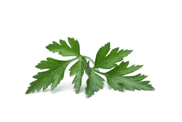 Fresh Parsley Leaf Parsley Leaf Isolated White — Stock Photo, Image