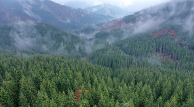 Karpatlar 'ın dağ ormanları güneşli topraklar