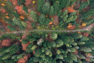 Karpatlar 'ın dağ ormanları güneşli topraklar