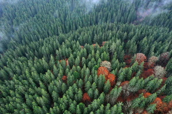 Forêt Des Carpates Paysage Ensoleillé — Photo