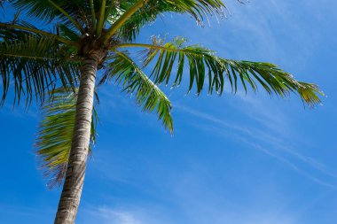 Mavi gökyüzüne karşı palmiye ağaçları, tropik kıyılarda palmiye ağaçları