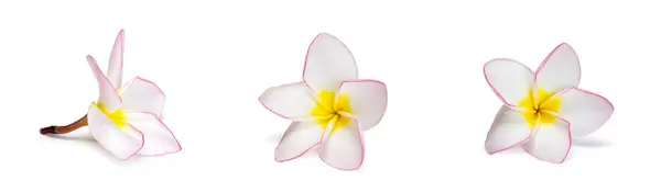 Frangipani Kwiat Białym Tle — Zdjęcie stockowe