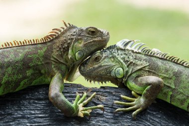 ağaç dalında yeşil iguana