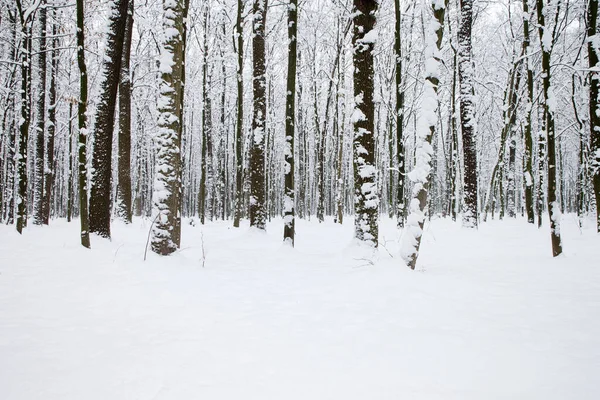 Kış Ormanı Yol Kış Manzarası - Stok İmaj