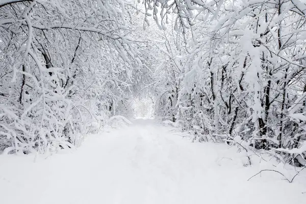Χειμερινό Δάσος Και Δρόμος Χειμερινό Τοπίο Royalty Free Εικόνες Αρχείου