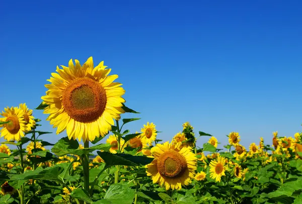 Sonnenblume Und Blauer Himmel Hintergrund Stockfoto