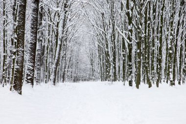  Kış ormanı ve yol. Kış manzarası