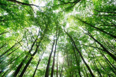 Orman ağaçları. doğa yeşil ahşap güneş ışığı arka planı