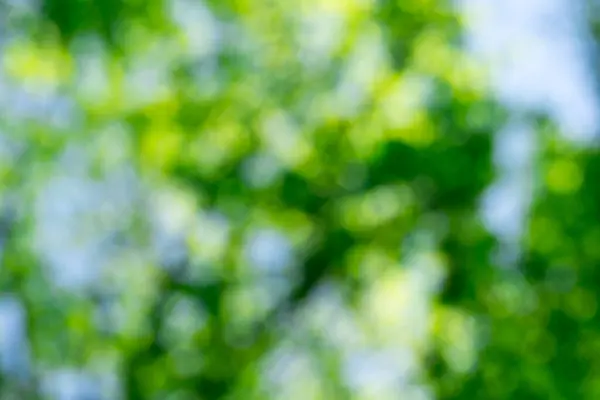 Grüner Bokeh Hintergrund Naturgrün Mit Verschwommenem Hintergrund — Stockfoto