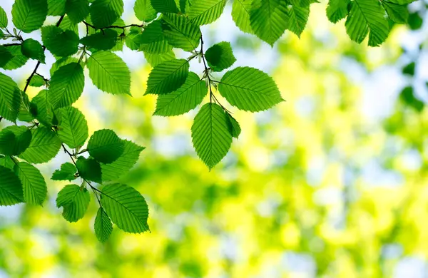 green leaves background in sunny day