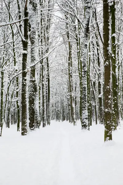 冬天的森林和道路 冬季景观 免版税图库照片