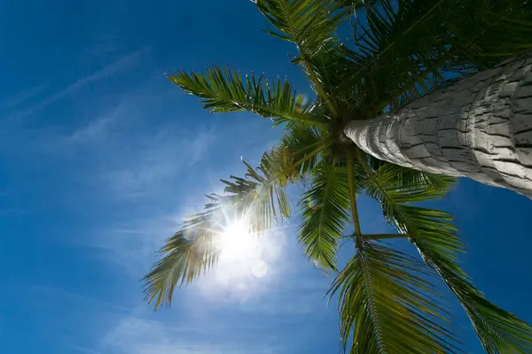 Palmen Gegen Blauen Himmel Palmen Der Tropischen Küste lizenzfreie Stockbilder