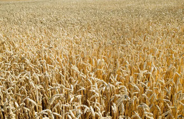 黄金の麦畑と晴れた日 ロイヤリティフリーのストック写真