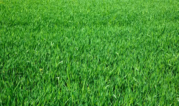 Grünes Gras Von Einem Feld Stockbild
