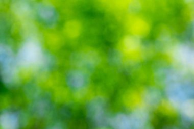 Yeşil bokeh arka planı. Doğal yeşil, bulanık bir arkaplan