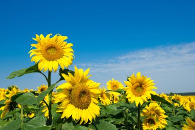 Bulutlu mavi gökyüzü olan ayçiçeği tarlası