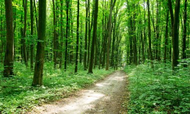 Orman ağaçları. doğa yeşil ahşap güneş ışığı arka planı