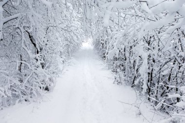  Kış ormanı ve yol. Kış manzarası