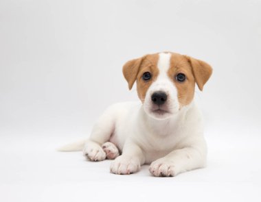 Köpek. Jack Russell Terrier köpek yavrusu beyaz arka planda izole edildi