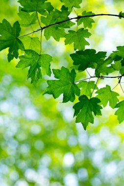 Güneşli bir günde yeşil yapraklar