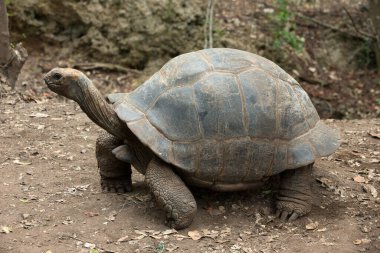 Galapagos kaplumbağası bir doğa rezerv