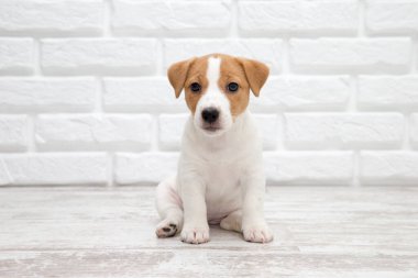Köpek. Jack Russell Terrier köpek yavrusu beyaz arka planda izole edildi