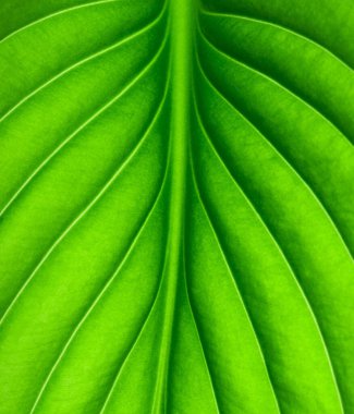 Arkaplan olarak yeşil yaprağın dokusu