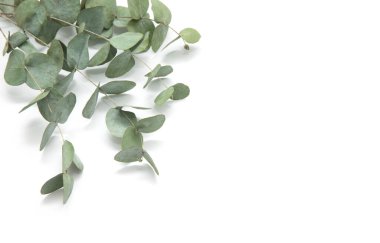 yeşil yapraklar okaliptüs. okaliptüs dalları beyaz arkaplanda izole edilmiş.