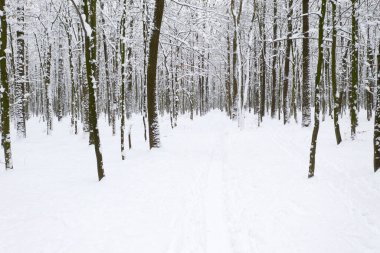  Kış ormanı ve yol. Karlı bir manzara. Orman manzarası