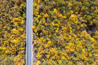Sonbaharda sık ormanın havadan görünüşü ve yol kesimi. Güneşli bir günde sonbahar ormanı geçmişi. 