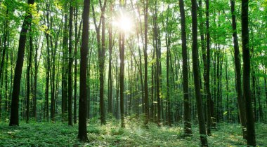 Yeşil orman ağaçları. doğa yeşil ahşap güneş ışığı arka planı