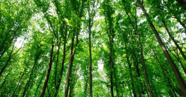 Orman ağaçları. doğa yeşil ahşap güneş ışığı arka planı