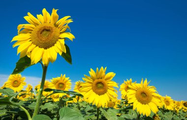 Bulutlu mavi gökyüzü olan ayçiçeği tarlası