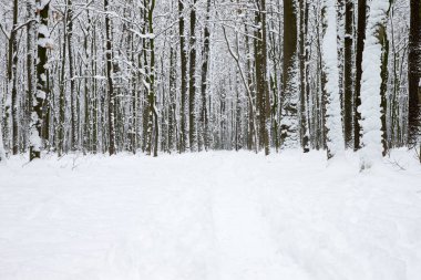  Kış ormanı ve yol. Karlı bir manzara. Orman manzarası
