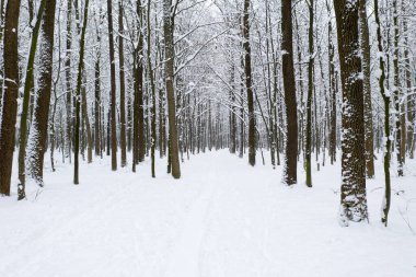  Kış ormanı ve yol. Karlı bir manzara. Orman manzarası